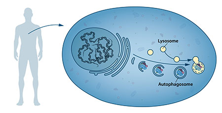 Degradation – a central function in all living cells