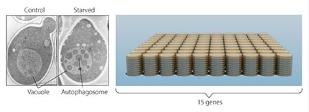 hsumi studied thousands of yeast mutants