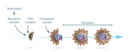 mechanism by which proteins and protein complexes promote distinct stages of autophagosome formation