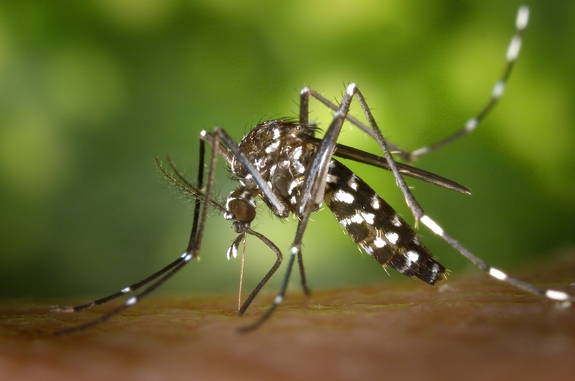 zika-virus-aedes-mosquito